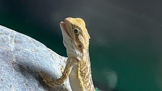 BEARDIE TANK TOUR my bearded dragon mango and his tank [upl. by Fanchet348]