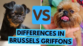 Griffon Belge vs Petit Brabancon vs Griffon Bruxellois  Differences between Brussels Griffon Dogs [upl. by Rekoob]