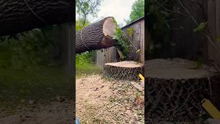 Luck or skill treeremoval treeservice treebgone chainsaw stihl arborist trees londonontario [upl. by Eilyak]