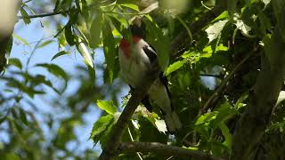 Rosebreated Grosbeak song [upl. by Wiencke]