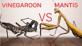 Who will win Mantis vs Vinegaroon [upl. by Resor]