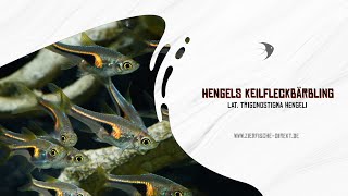 Hengels Keilfleckbärbling Trigonostigma hengeli bei ZierfischeDirekt [upl. by Remark33]