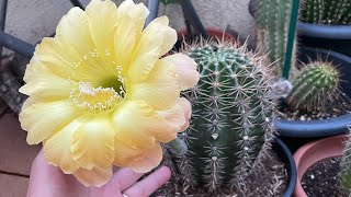 Increíble floración de cactus ￼y consejos para su cultivo 🌵￼ [upl. by Schuler]