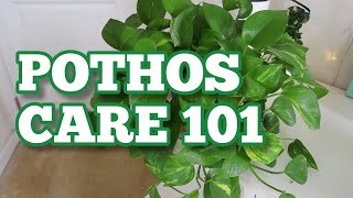 BEST POTHOS CARE TIPS TO GROW LUSH amp HEALTHY LONG VINES  Ultimate Guide to Pothos Pt 2 [upl. by Attebasile671]