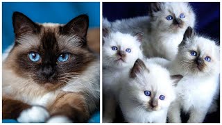 20 Interesting Facts about Birman Cats [upl. by Vanni]