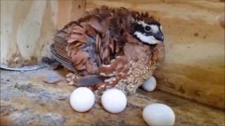 The Funny Butler Bobwhite Quail [upl. by Aihsercal]