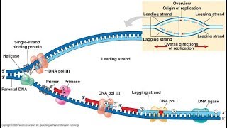 نقطة مهمة وخطيرة la discontinuité de la réplication dADN [upl. by Johns]