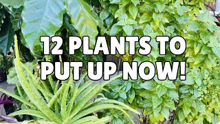 12 plants to put away before temps hit 50F or 10C [upl. by Lederer988]