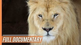 White Lions  Fight for Survival  Full Documentary [upl. by Potter523]