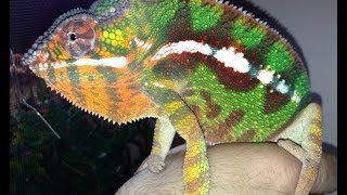 How to Set Up amp Care for Panther Chameleons [upl. by Ardnayek849]