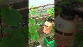 Technology for growing melons from recycled plastic bottles plasticbottlegardenideas recycling [upl. by Nollad802]