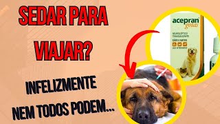 SEDATIVO PARA CACHORRO COMO SEDAR CÃES PARA VIAJAR REMÉDIO ACALMA CÃO P FICAR QUIETO FAZER CURATIVO [upl. by Koffler]