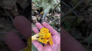 Nice batch of Chanterelles mushroom [upl. by Cynth765]