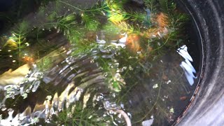 100 BUHAY LAHAT NG BETTA FRY sa TEKNIK ng FARM na ito😱BETTA FISH FARMING in a small tank sa Bacoor [upl. by Weir]