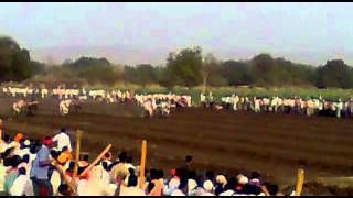 BULL RACE IN SATARA [upl. by Eioj]