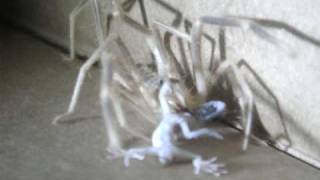 Camel Spider Devours Gecko in Iraq [upl. by Jermain744]