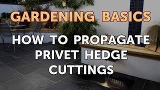 How to Propagate Privet Hedge Cuttings [upl. by Rollin]