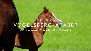 Vogelsberg  Araber Fohlen 2024 [upl. by Anirtap]