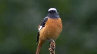 ジョウビタキ（尉鶲）♂ Daurian Redstart [upl. by Merlina785]