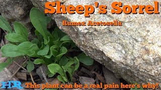 ⟹ SHEEP SORREL  Rumex acetosella  Its edible but a problem in your garden [upl. by Kirsch]