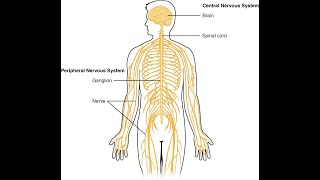 Perifera nervsystemet del 1 av 2 [upl. by Ecar]