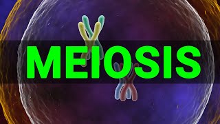 Meiosis 3D  Meiosis cell division I Meiosis and Mitosis Prophase Anaphase I Meataphse  Telophase [upl. by Treiber]