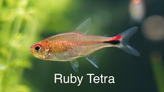 Tetra Rubis Axelrodia Riesei un beau petit poisson dAmérique du Sud [upl. by Eelibuj816]