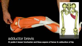 Muscles of the Lower Limb [upl. by Yeh]