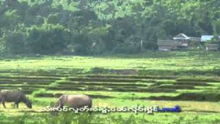 Shan  Tai song  Sai Moos song ฤดูทำนา [upl. by Aryek558]