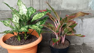 Aglaonema Plants  Aglaonema Plants care  Aglaonema Indoor Plant  Aglaonema Varieties [upl. by Guilbert]