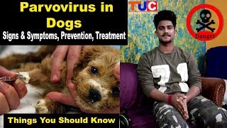 Parvovirus in Dogs  Symptoms Prevention Treatment  TUC [upl. by Eiramanel]