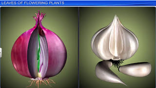 CBSE Class 11 Biology  Morphology of Flowering Plants  Full Chapter  By Shiksha House [upl. by Tannenwald813]