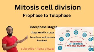 Mitosis  Cell cycle  cell division somatic cell division  prophase to telophase [upl. by Hacissej]