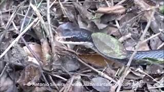 Coluber constrictor Wekiwa State Park FLUSA 23 8 2017 Antonio Silveira [upl. by Llennhoj]