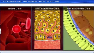 CBSE Class 11 Biology  Cell Cycle and Cell Division  Full Chapter  By Shiksha House [upl. by Atkinson259]