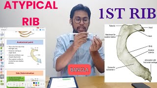 First Rib Anatomy Bangla  Atypical Ribs [upl. by Anaiviv]