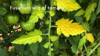 Identification of Verticillium Wilt of Tomato [upl. by Joacimah]