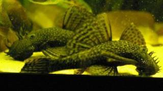 My big adult Bristlenose pleco  Antennenwelse Ancistrus 23 [upl. by Mairb]