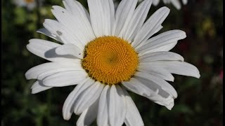 Margerite Leucanthemum Flower ✔ [upl. by Rabah]