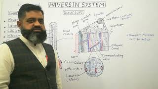 Define Haversian system [upl. by Nosrac376]