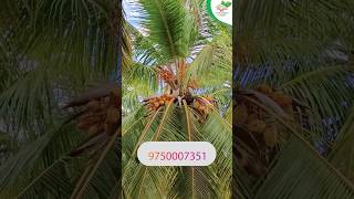 இரசாயன உரங்களின் பயன்பாட்டை குறைக்கலாம்MICROMAX agriculturebiofertilizer organicfarmingcoconut [upl. by Nylarad]