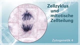 Zytogenetik 04 – Zellzyklus und mitotische Zellteilung [upl. by Aihsekal684]