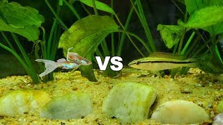 PIKE Cichlid DESTROYS Fish [upl. by Hairaza]