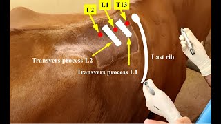 Paravertebral nerve block of a cow by blocking the 13th thoracic nerve and the 1st two lumbar nerves [upl. by Karia463]