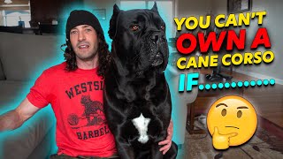 Why You CANT Own a Cane Corso [upl. by Imuya]