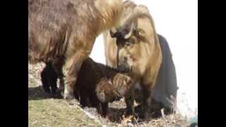 Golden Takins with kid and Sichuan Takins with kids [upl. by Mclaurin]