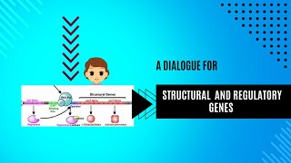 structural genes and regulatory genes class 12 NCERT [upl. by Zsolway]