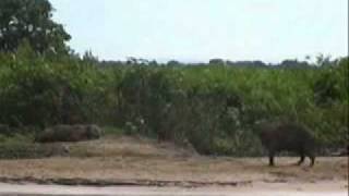 onça pega capivara no pantanal [upl. by Ramsay45]