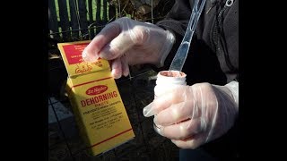 Applying Dehorning Paste On A New Calf [upl. by Yorker]