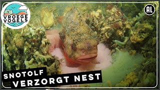 Prachtige snotolf verzorgt zijn nest  Zelf Geschoten  Vroege Vogels [upl. by Fogel]